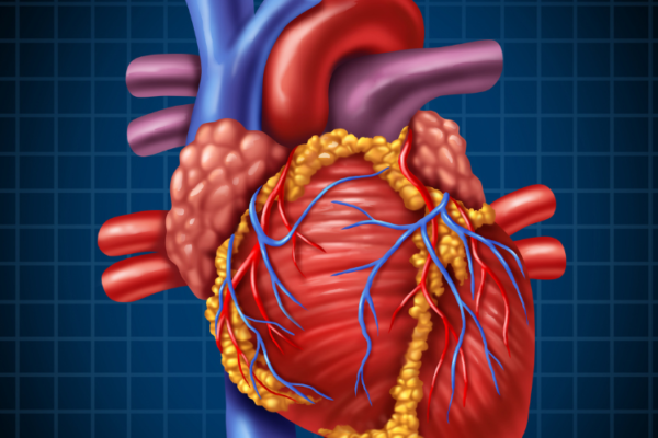 heart structure