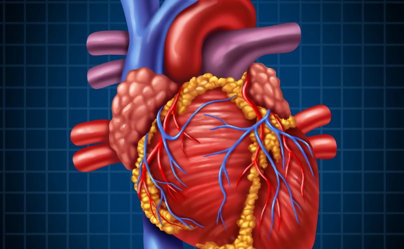 heart structure